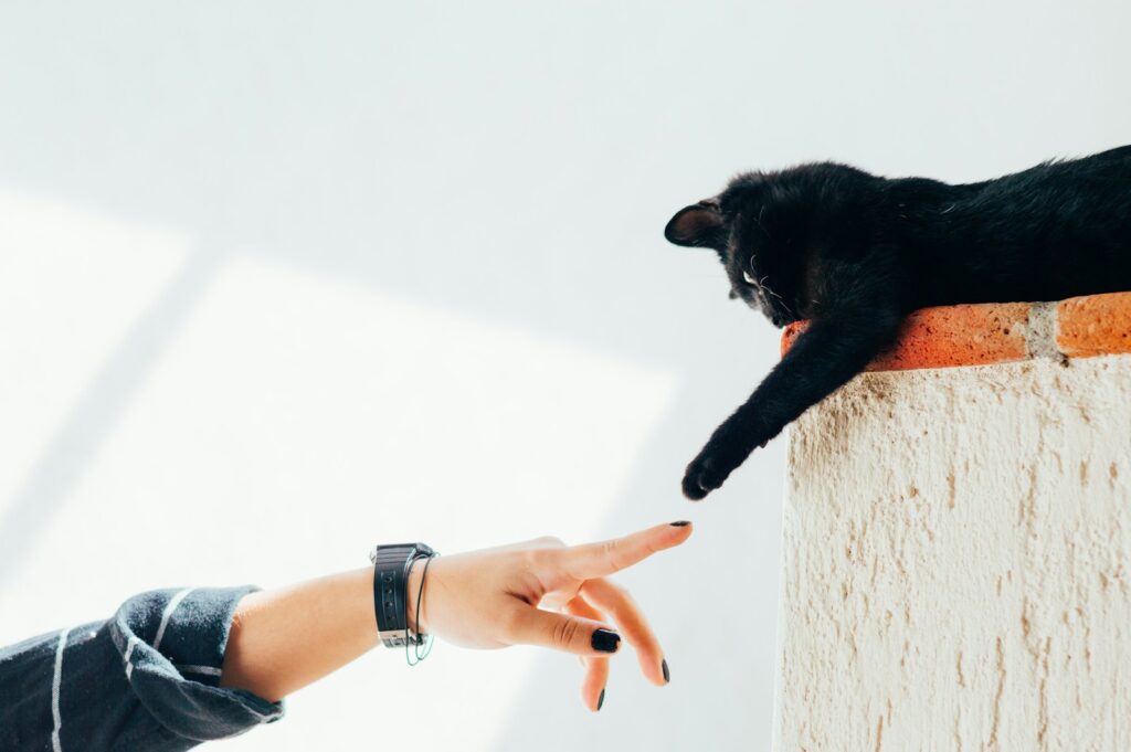 featured image for starting a pet grooming business featuring woman and cat joining hands