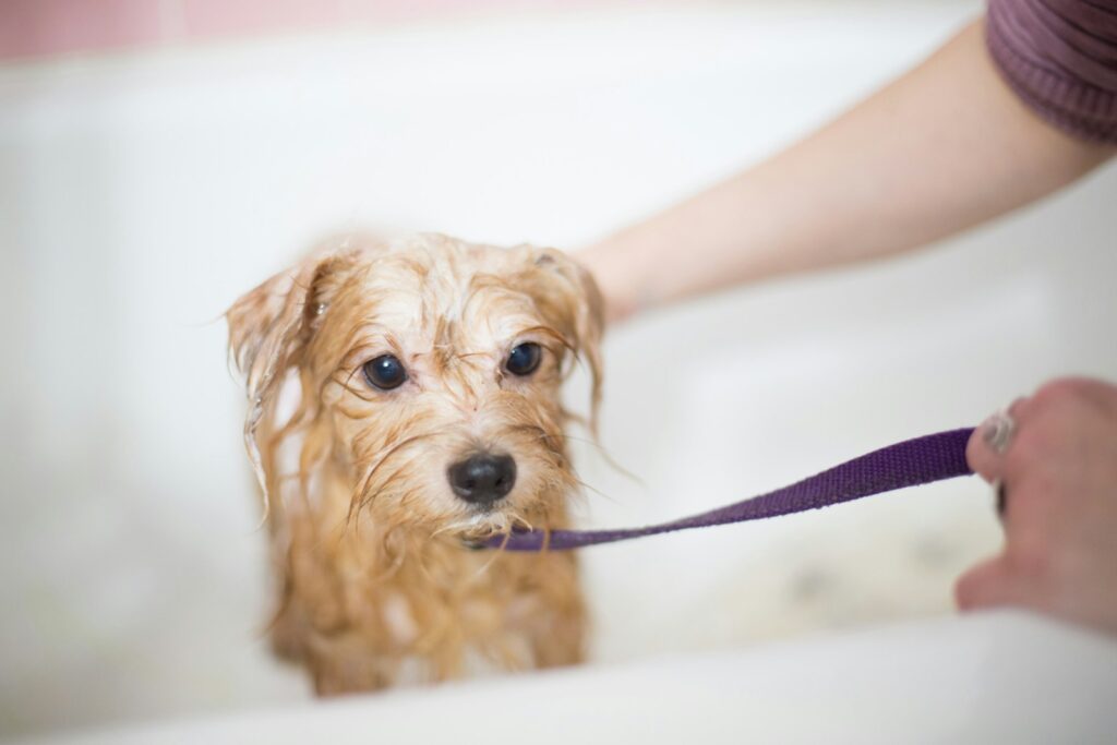 featured image for dog grooming business featuring brown long coated small dog
