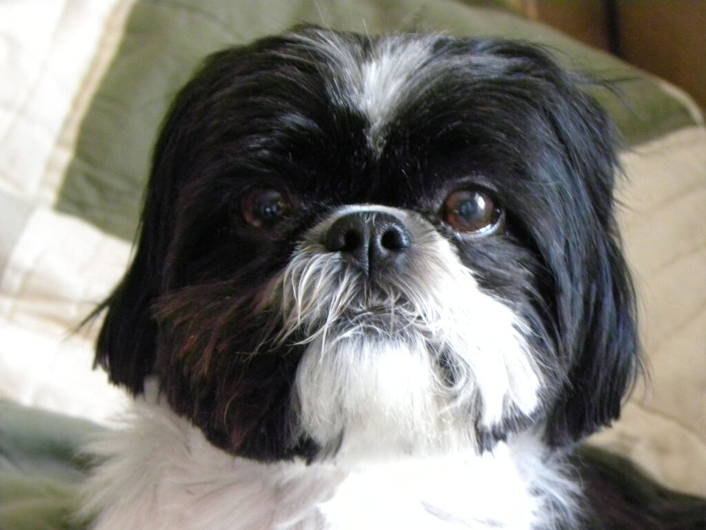 featured image for haircut style for shihtzu