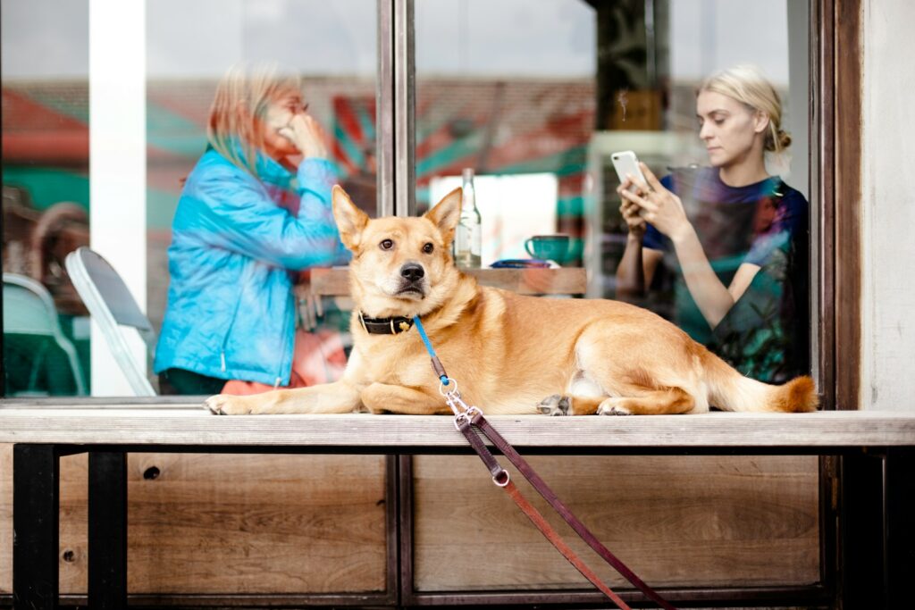 short-coated brown dog on table