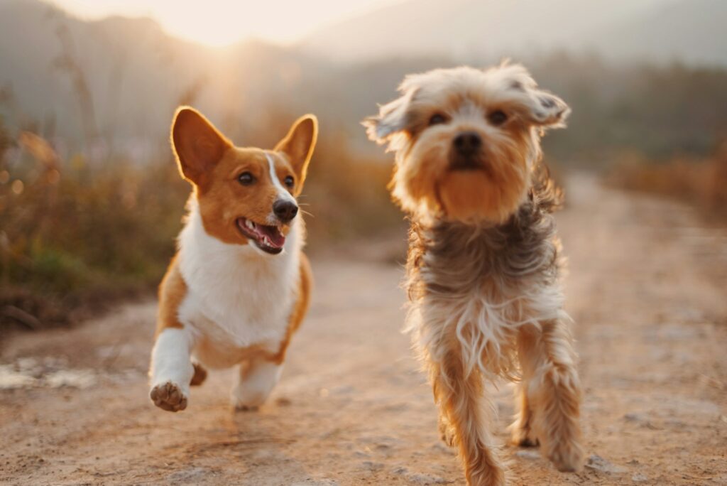 featured image for business plan for dog grooming featuring two brown and white dogs running dirt road during daytime