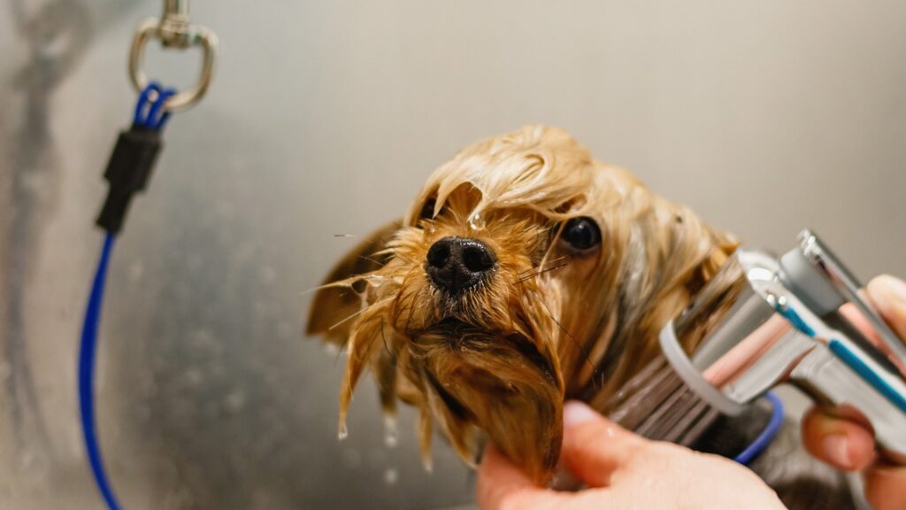 dog, pet, grooming, home grooming