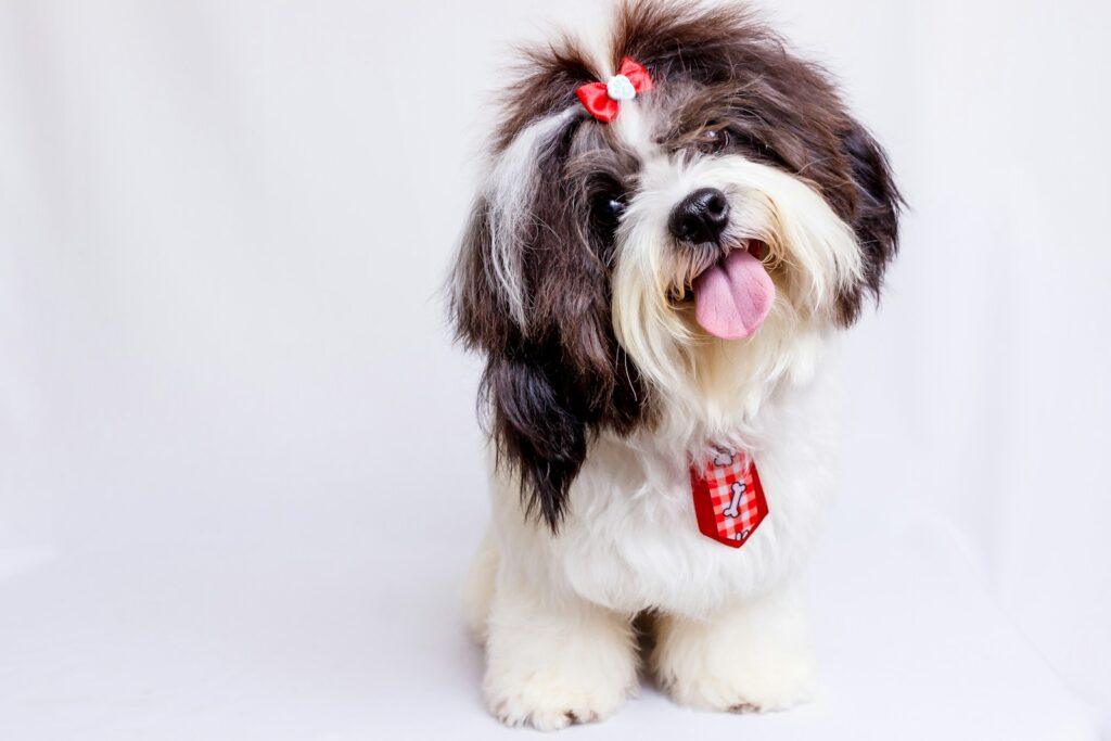 featured image for how to start pet grooming business featuring a cute dog