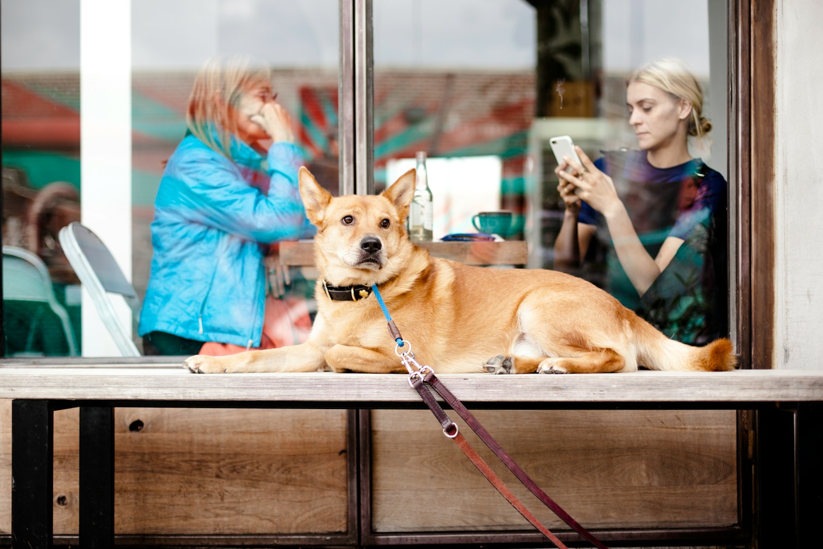 featured image for Grooming Business Requirements for Pet Groomers featuring short-coated brown dog on table